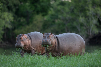 Ila Safari Lodge Ila Safari Lodge: Grasende Nilpferde