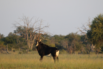 Imvelo Safaris Imvelo Safaris: Rappenantilope im Grünen