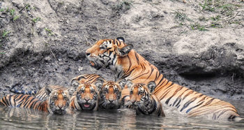 Jaagir Manor: Tigress mit 4 Jungtieren