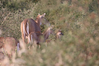 Jawai Jawai: Nilgai-Antilopen