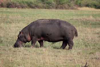 Kasenyi Safari Camp: Grasendes Nilpferd