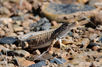 Little Kulala: Wüstenrenner