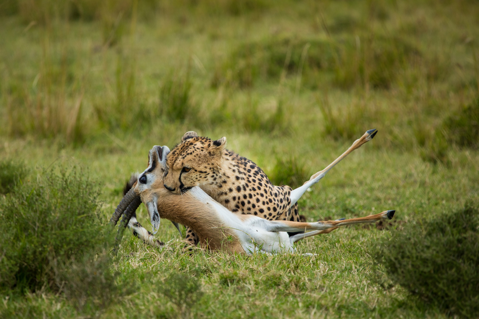 Mara Plains Camp Mara Plains Camp: Cheetah Kill