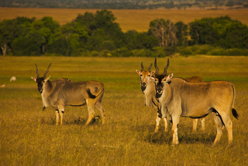 Mara Toto Tree Camp: Elenantilopen