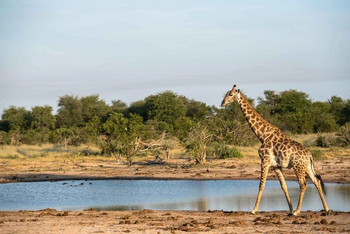Mogogelo Camp Mogogelo Camp: Giraffe