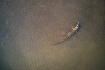 Molori Mashuma: Krokodil