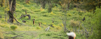 Muchenje Safari Lodge: Wildhunde