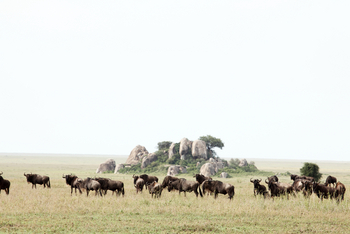 Namiri Plains Camp: Gnus vor Kopje