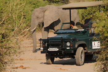 Ngoma Safari Lodge Ngoma Safari Lodge: Game Drive Vehicle und Elefant
