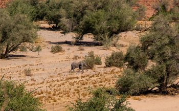 Ondjamba Hills: Elefant