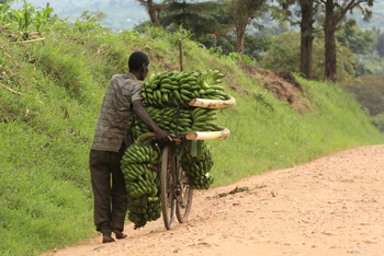 Papaya Lake Lodge: Bananentransport