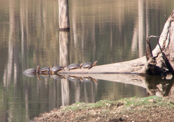 Pench Jungle Camp: Schildkröten beim Sonnenbad