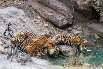 Pench Tree Lodge Pench Tree Lodge: Tigergruppe beim Trinken