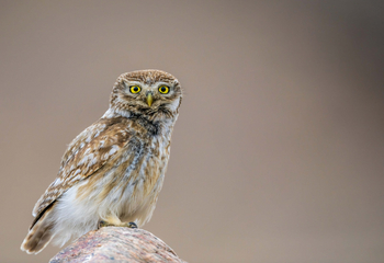 Rumbak Lodge: Steinkauz