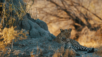 Sanctuary Chief's Camp Sanctuary Chief's Camp: Leopard