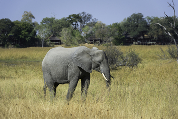 Savuti Camp Savuti Camp: Elefant vor dem Camp