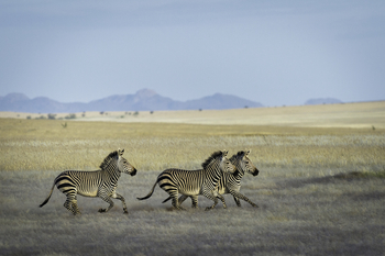 Serra Cafema Serra Cafema: Zebras