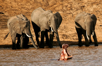 Shenton Safaris Shenton Safaris: Elephant Hide