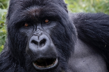 Singita Kwitonda Lodge: Der Gorilla Blackbean