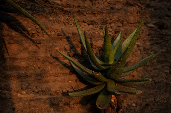 Singita Lebombo Lodge: Aloe im warmen Morgenlicht