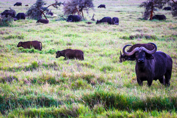 Sirikoi Lodge Sirikoi Lodge: Büffel