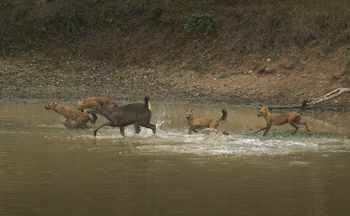 The Bison Resort: Indische Wildhunde auf Jagd