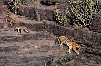 Tiger in Ranthambore National Park