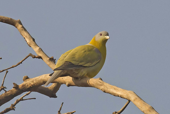 Vanghat: Yellow-footed Green Pigeon