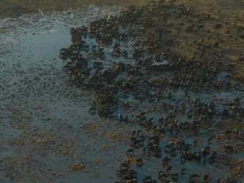 Wilderness Mokete Camp: Büffel auf überfluteten Weiden