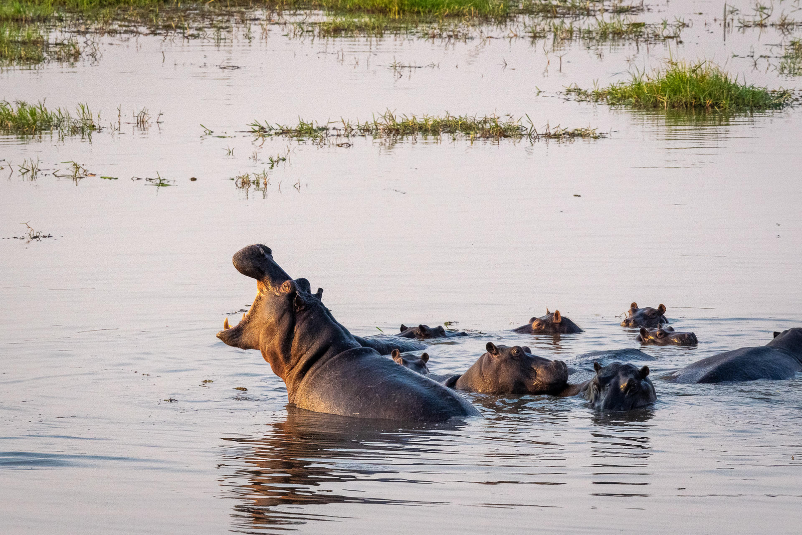 Mokete Camp Mokete Camp: Nilpferd