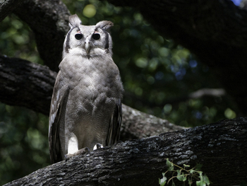 Abu Camp Abu Camp: Bubo lacteus
