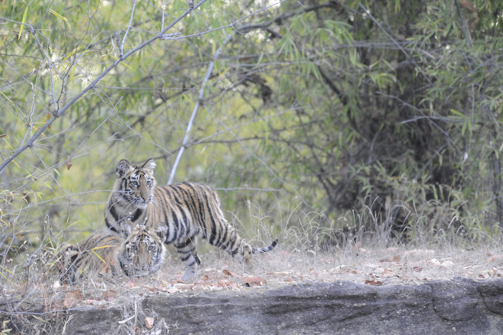 Bandhavgarh National Park Bandhavgarh National Park