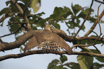 Asiatic Lion Lodge Asiatic Lion Lodge: Besra