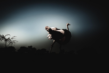 Bagatelle Kalahari Game Ranch: Strauß im Dunst