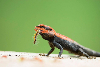 Bamboo Forest Safari Lodge: Indian Rock Agama
