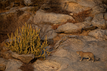 Bera Safari Lodge: Leopard im Fels