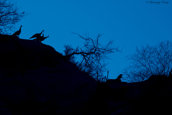 Bera Safari Lodge: Leopard und Pfauen