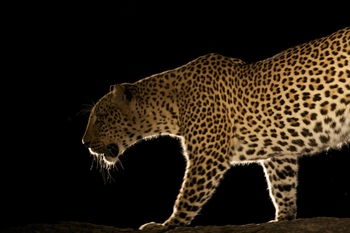 Bushcamp Company: Leopard im Dunkeln