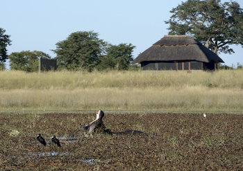 Camp Hwange: Nilpferd vor dem Camp