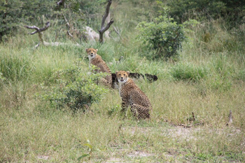 Camp Kwando: Landschaft und Tiere