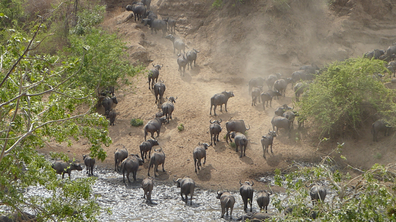 Camp Mana Camp Mana: Büffelherde