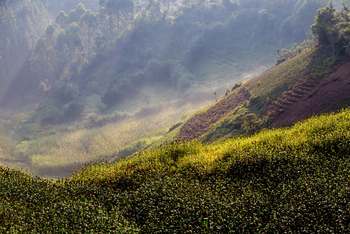 Chameleon Hill Forest Lodge: Landschaft