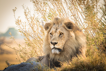 Chief's Island: Ruhender Löwe