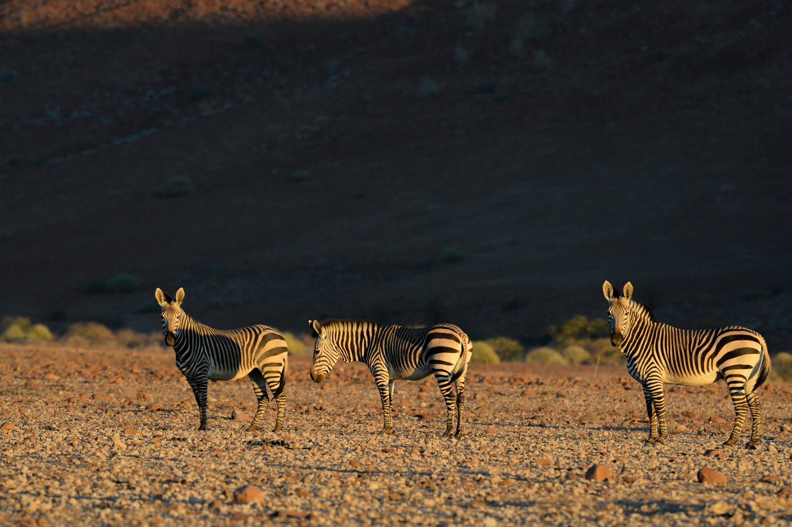 Desert Rhino Camp Desert Rhino Camp: Zebras