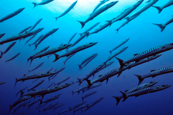 Fundu Lagoon: Tauchen