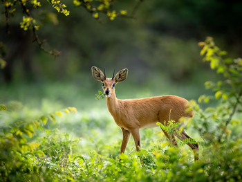 Gham Dhao Lodge Gham Dhao Lodge: Steinböckchen