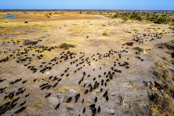 Gomoti Plains Camp: Tiere und Landschaft