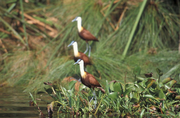 Hatari Lodge: Blaustirn-Blatthühnchen
