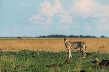 King Lewanika Lodge: Gepard