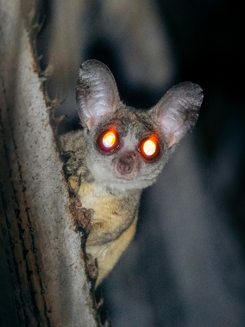 Kisima Ngeda Camp: Bush Baby